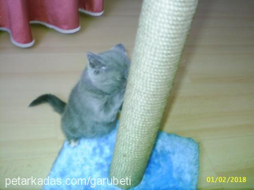 beti Dişi British Shorthair