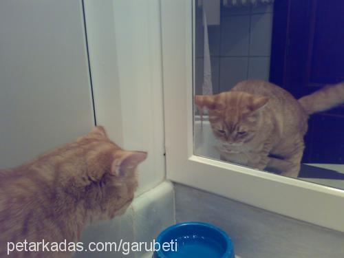 garfield Erkek British Shorthair