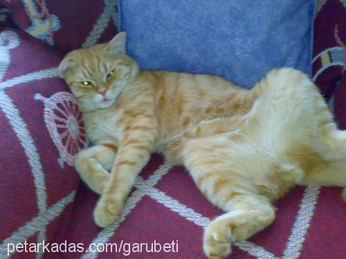 garfield Erkek British Shorthair