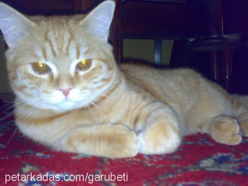 garfield Erkek British Shorthair