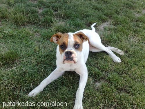 baby Erkek Boxer