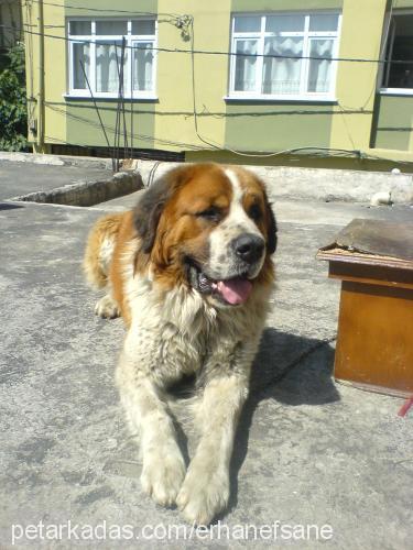 aslan Erkek St. Bernard (Saint Bernard)