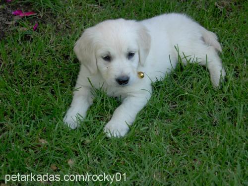 rocky Erkek Golden Retriever