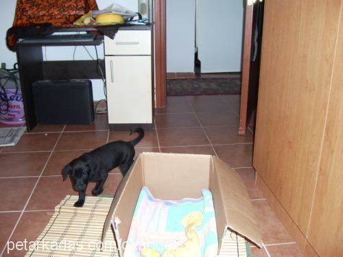 zeytin Erkek Labrador Retriever