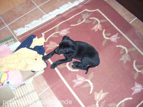 zeytin Erkek Labrador Retriever