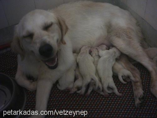 ada Dişi Golden Retriever