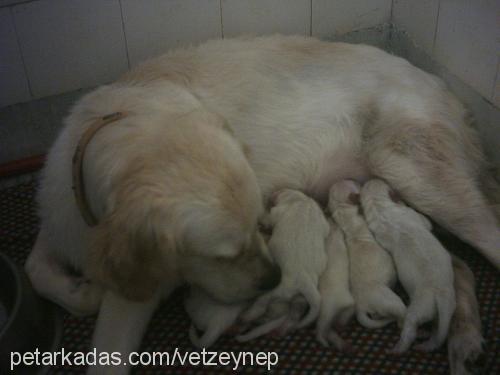 ada Dişi Golden Retriever