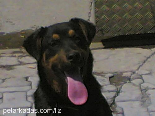 pasha Erkek Rottweiler