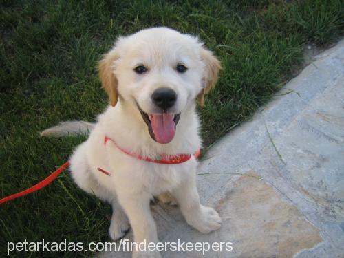 badem Erkek Golden Retriever