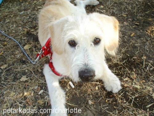 charlotte Dişi Golden Retriever