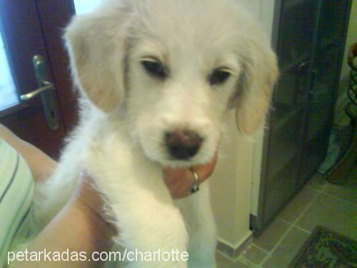 charlotte Dişi Golden Retriever