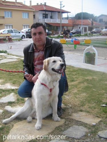 lİnda Dişi Golden Retriever