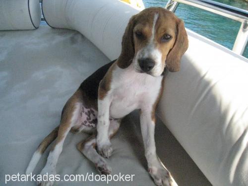 poker Erkek Beagle