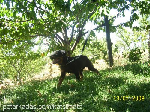 hera Dişi Rottweiler