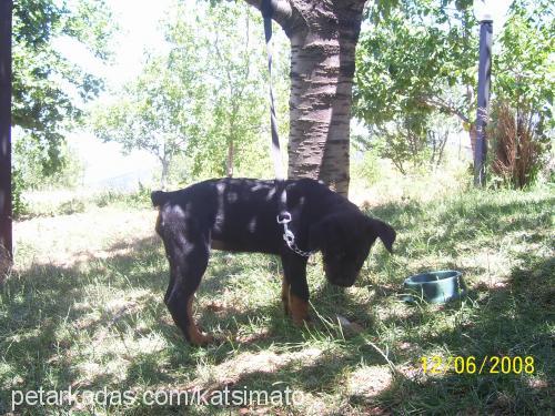 hera Dişi Rottweiler