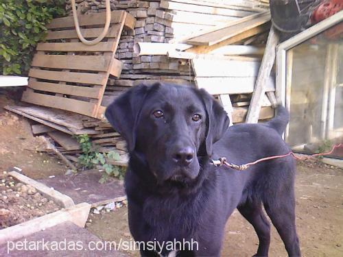 kont Erkek Labrador Retriever