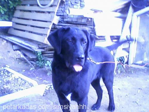 kont Erkek Labrador Retriever