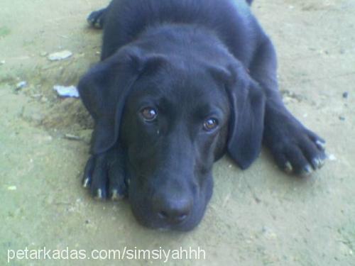 kont Erkek Labrador Retriever