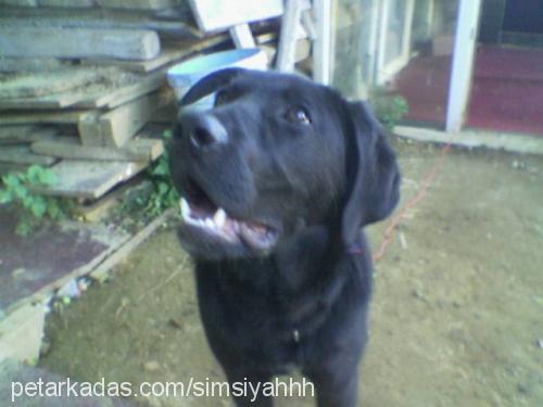 kont Erkek Labrador Retriever