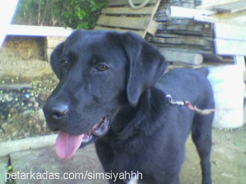 kont Erkek Labrador Retriever