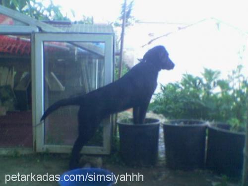 kont Erkek Labrador Retriever