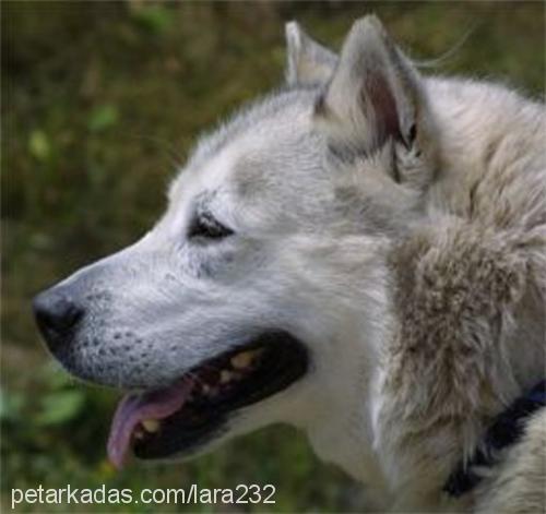 shila Dişi Alaskan Malamute