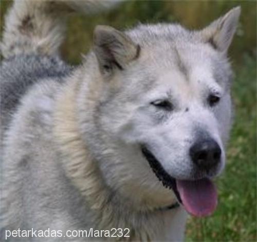 shila Dişi Alaskan Malamute