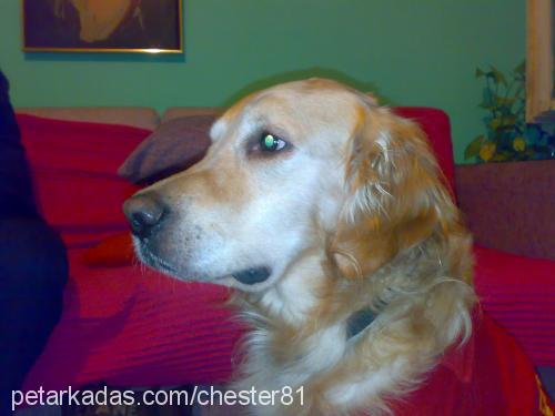 chester Erkek Golden Retriever