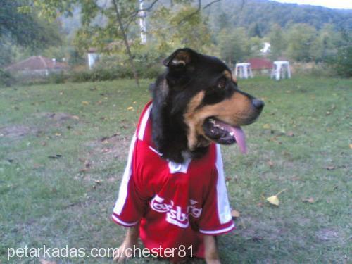 İvan Erkek Rottweiler