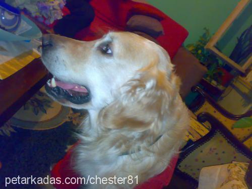 chester Erkek Golden Retriever