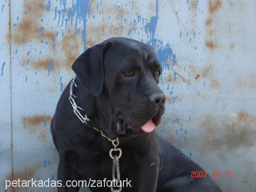 johny Erkek Napoliten Mastiff