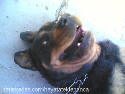 fıstık Dişi Rottweiler