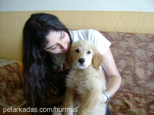 maya Dişi Golden Retriever