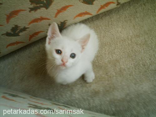 prenses Dişi Ankara Kedisi (Angora)