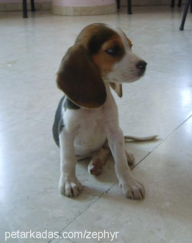 portakal Dişi Beagle