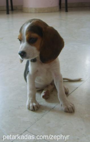 portakal Dişi Beagle