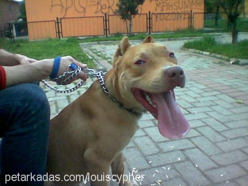 chucky Erkek Amerikan Pitbull Terrier