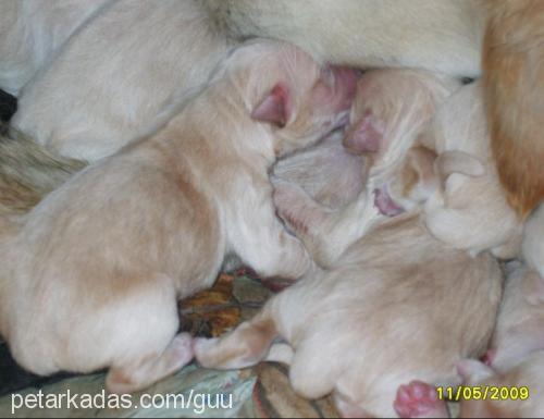 lizaa Dişi Golden Retriever