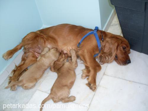 cindy Dişi İngiliz Cocker Spaniel