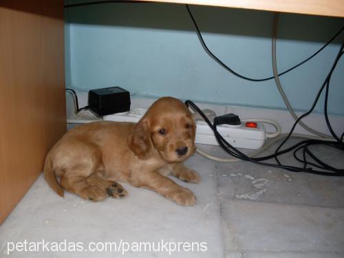 cindy Dişi İngiliz Cocker Spaniel