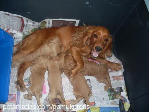 cindy Dişi İngiliz Cocker Spaniel