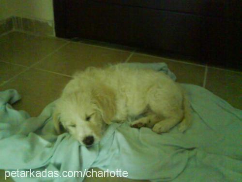 charlotte Dişi Golden Retriever