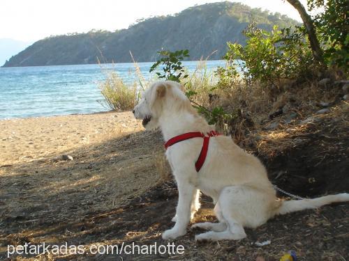 charlotte Dişi Golden Retriever