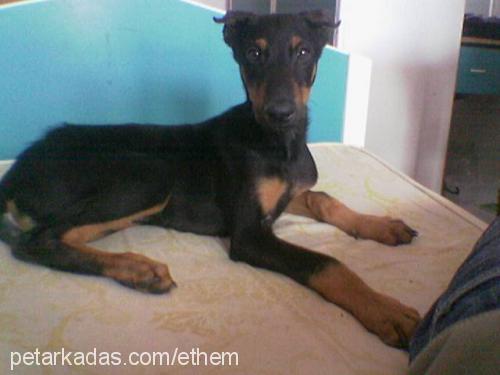 duff Erkek Doberman Pinscher