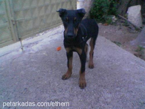 duff Erkek Doberman Pinscher