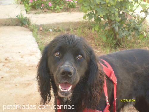 zeytin Erkek İngiliz Cocker Spaniel