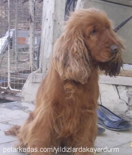 zilli Dişi İngiliz Cocker Spaniel