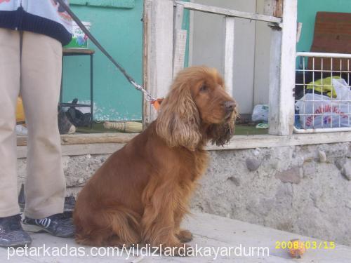 zilli Dişi İngiliz Cocker Spaniel