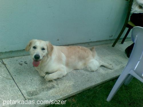 lİnda Dişi Golden Retriever