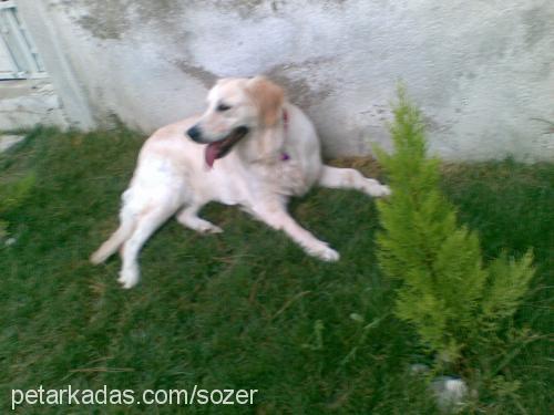 lİnda Dişi Golden Retriever